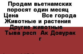 Продам вьетнамских поросят,один месяц › Цена ­ 3 000 - Все города Животные и растения » Другие животные   . Тыва респ.,Ак-Довурак г.